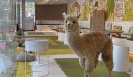 “小確幸經(jīng)濟(jì)”破滅，從貓咖開(kāi)始