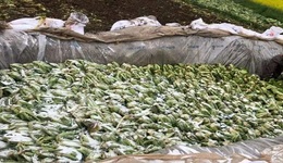 土坑酸菜續(xù)，涉事主體合計(jì)已被罰333萬，有高管被罰百萬