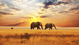 猴痘疫情背后的暗黑生意