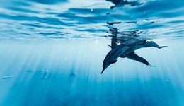 贝壳这一年：没有一家企业永远在嗨点