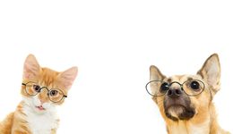 佩蒂股份家族內(nèi)斗，牽出你不知道的源飛寵物發(fā)家史