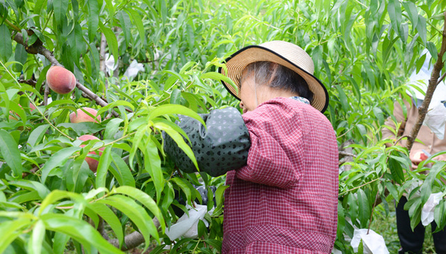 成都金堂：乡村振兴有妙计，600余亩蜜桃压弯枝头