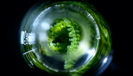 從發(fā)電到深空探索：微藻帶來(lái)的可持續(xù)未來(lái)