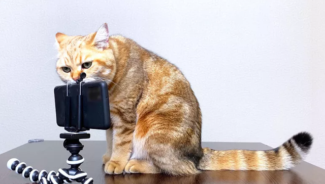 宠物,短视频,网红,自媒体