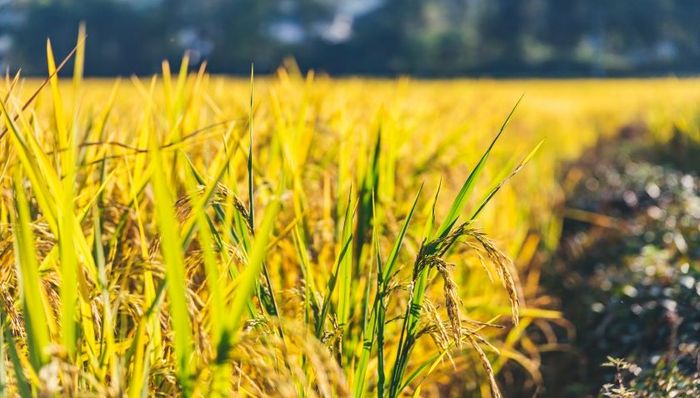 河南纪检监察机关从农田到餐桌全程监督，压实责任守护粮食安全