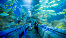 違規(guī)交易被譴責(zé)、控股股東無人認(rèn)領(lǐng)，大連圣亞內(nèi)斗“劇情”再更新