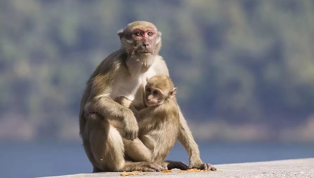 猴子,小白鼠,医疗,投资,IPO