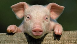 豬廠“風暴”靜悄悄