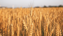 新乡延津县供销社全力做好农资供应 积极服务“三夏”生产