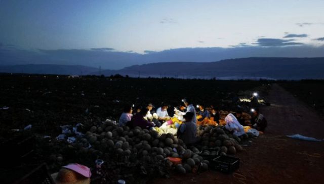 大润发自研水果品牌“哈了个蜜”全国上架  新疆到门店全程冷链