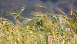 创新突破 巴塘稳推“种质”资源建设