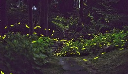 点亮“萤火森林”，邛崃天台山全新品牌盛大发布