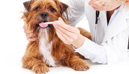 爱宠生物持续亏损中股权生变，奥联电子、康华生物接连退出