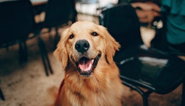 TOPBRAND | 酒星計劃/滕閣巷獲融資；奈雪的茶推出奈雪幣；Gucci聯(lián)手NFT推出在線畫廊