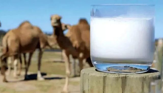 乳制品,消费趋势,驼奶