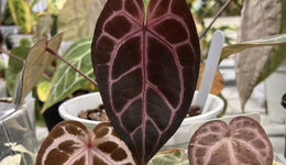 一叶千金，单盆万元：热带植物，年轻人的新奢品