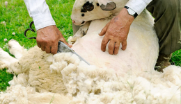 重識(shí)蛋白質(zhì)（下） ：全球氣候危機(jī)推手？動(dòng)物蛋白生產(chǎn)可不做“冤大頭”