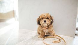 奢侈品巨頭盯上寵物消費(fèi)，會(huì)成為一股新潮嗎？