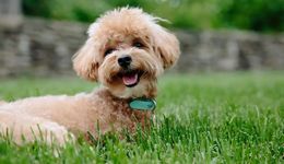 “萌兽医馆”股权生变，纳爱斯、中金资本双双入局