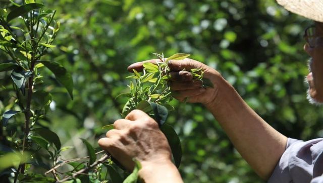 走品牌路、成产业化 崇州这个村的种茶“致富经”