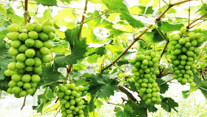 宝山当季葡萄即将成熟上市，夏日甜蜜采摘陆续开放！