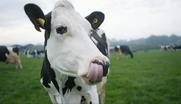 網(wǎng)紅牛奶一思考，巨頭就發(fā)笑