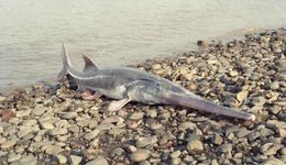 白鲟灭绝后，该如何使用好《长江保护法》？