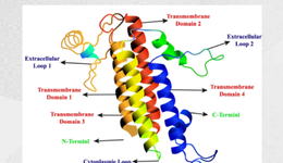 国产Claudin 18.2 ADC密集出海背后，下一波创新红利在路上