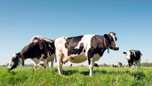 乳业,奶粉,消费,牛奶,招股书