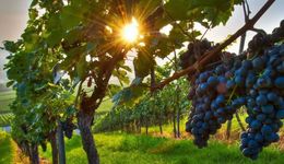 满身闪光的果渣，如何成为可持续的先锋？