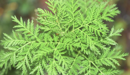 原料新品04：稀土、两栖动物、药用植物，来源特别的国内新原料