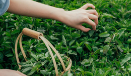 新茶饮品牌激战正酣，书亦用“液态”仙草开辟新战线