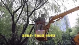 宁海电网成功协助宁海飞狼公益救援大队摘除马蜂窝