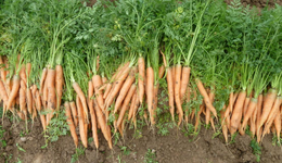 蔬菜为何纷纷水果化？