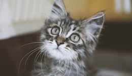 人類無法拒絕小貓咪，肯德基、喜茶、可口可樂都下手了