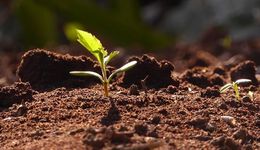 從萌芽到破土，全國(guó)各地醫(yī)藥行業(yè)“長(zhǎng)勢(shì)”如何