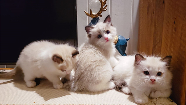 “火爆”的宠物经济是一门好生意吗？