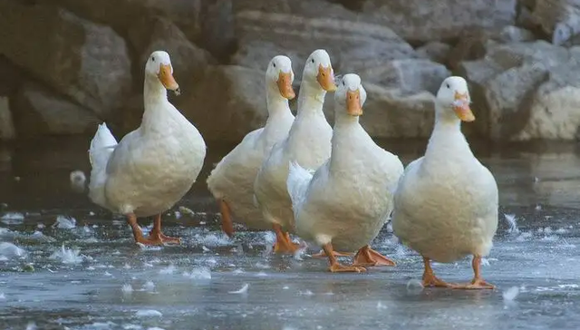 烤鸭,餐饮,IPO,投资,消费