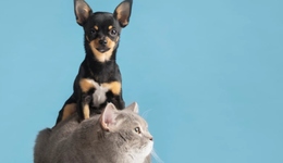 TOPBRAND | With/小羊养老获融资；五芳斋披露上市公告书；太盟投资收购豪斯登堡；稻盛和夫去世