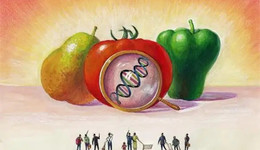 转基因食物，从“反自然”到“自然”