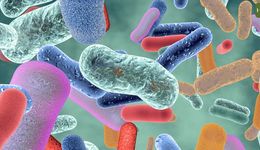 家大业大的益生菌，未来如何在千亿级赛道上跑出N种可能？