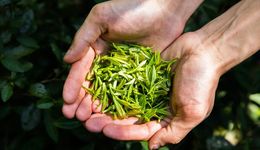 增长率233%，茶叶成美妆“黄金配角”