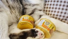 雀巢千億寵物食品業(yè)務(wù)加碼中國，“雙輪驅(qū)動”新戰(zhàn)略來了