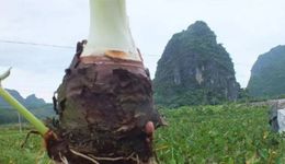 用了这仨字被索赔40万，“荔浦芋”的维权边界在哪里