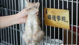 遺棄病貓、小作文誣陷，貓德學(xué)院招惹了“哪路妖魔”？