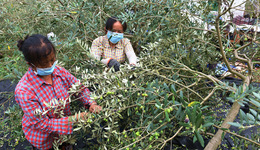 成都金堂：油橄榄变“乡村振兴果” 助力荒山变“金山”