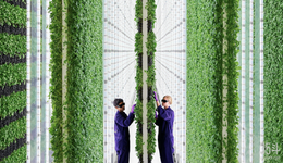 植物工厂，困在成本里？