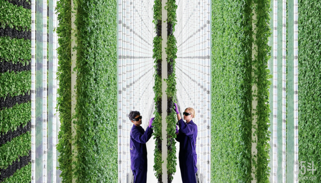 植物工厂,场景应用,农业