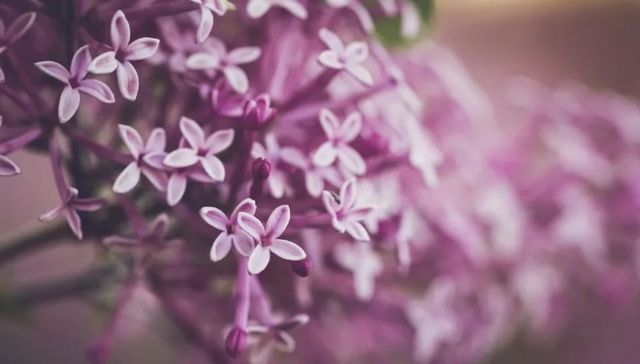 外资洋品牌,电器,行业观察