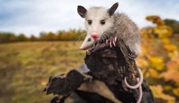 自然界的“壽星動物”，長壽秘訣是什么？